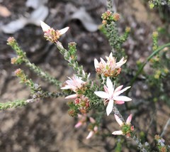 Calytrix alpestris