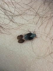 Melanoliarus dimidiatus