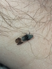 Melanoliarus dimidiatus