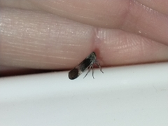 Melanoliarus dimidiatus