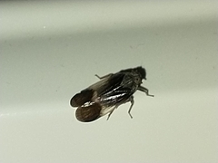 Melanoliarus dimidiatus