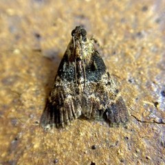 Orthaga thyrisalis