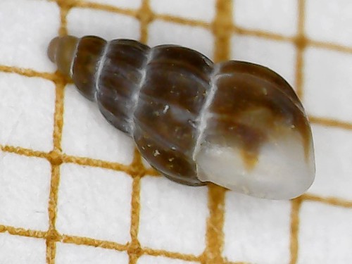 Rissoa parva