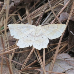 Euchlaena deplanaria