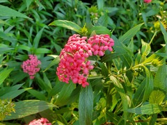 Arachnothryx leucophylla