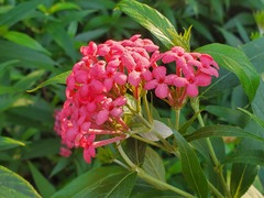 Arachnothryx leucophylla