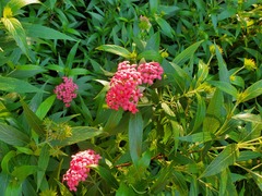 Arachnothryx leucophylla