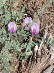 Astragalus argophyllus martinii