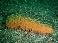 Cavernulina darwini