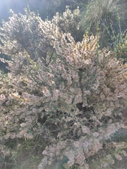 Salsoloideae