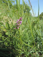 Polygala comosa