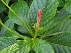 Ruellia elegans