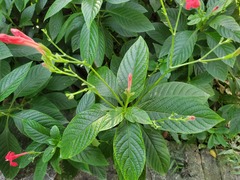Ruellia elegans
