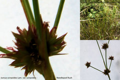 Juncus scirpoides