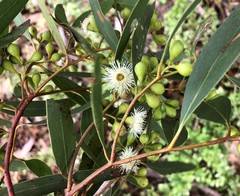 Eucalyptus porosa