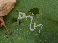 Phytomyza lappae