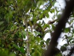 Dendrocitta formosae