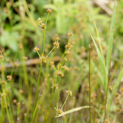 Juncus scirpoides