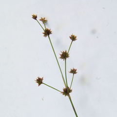 Juncus scirpoides