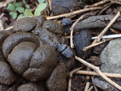 Gymnopleurus andreaei