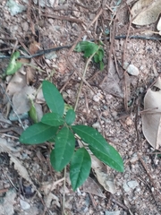 Tetrastigma formosanum