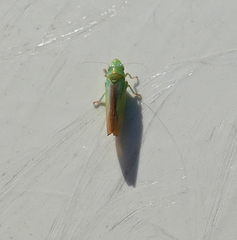 Neocoelidia tuberculata