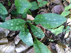 Pulmonaria affinis