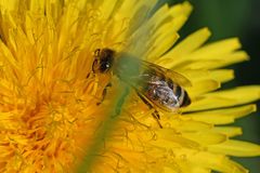 Apis mellifera