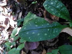 Pulmonaria affinis