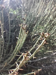 Anabasis articulata
