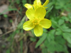 Ranunculus hispidus
