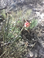 Anabasis articulata