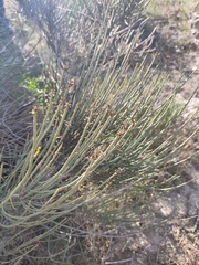 Anabasis articulata