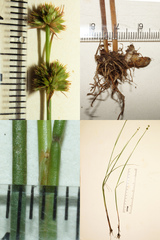 Juncus scirpoides
