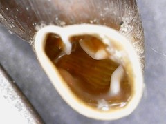 Clausilia rugosa parvula