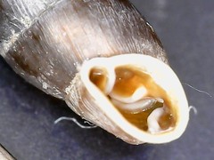 Clausilia rugosa parvula