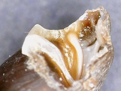 Clausilia rugosa parvula