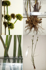 Juncus scirpoides