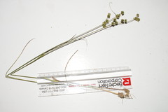 Juncus scirpoides