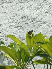 Callophrys xami