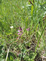 Polygala comosa