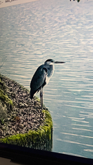 Ardea cinerea
