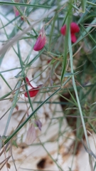 Lathyrus setifolius