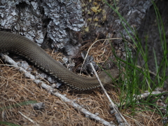 Vipera aspis aspis