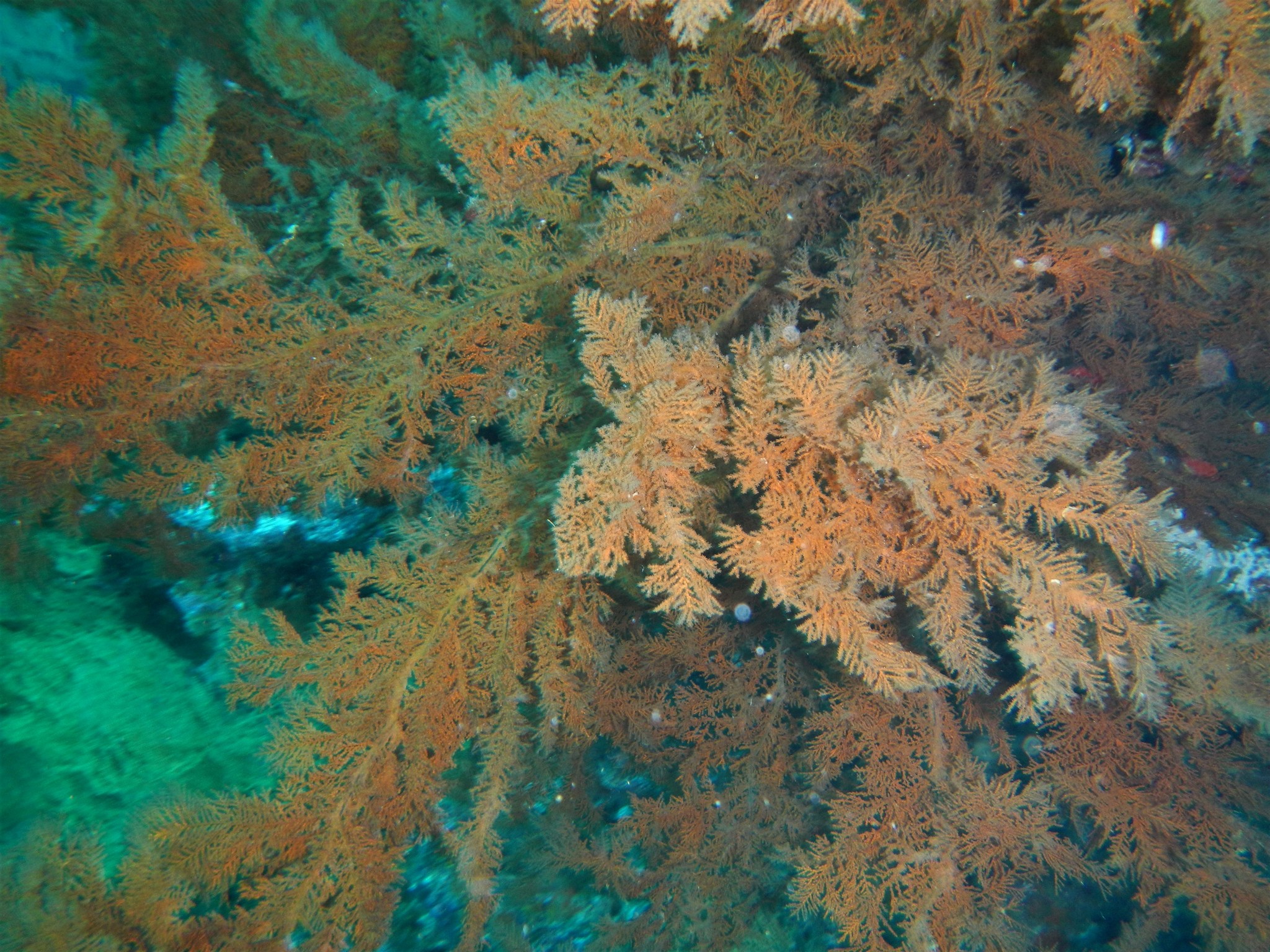 Myriopathes panamensis (Verrill, 1869)