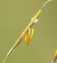 Austrostipa muelleri