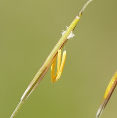 Austrostipa muelleri