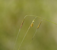 Austrostipa muelleri