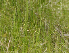 Austrostipa muelleri