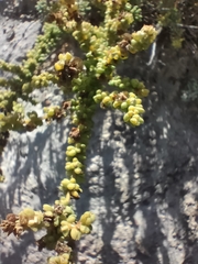Salsola papillosa